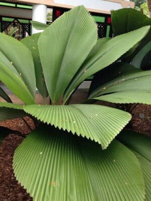 Palmera de Joey (Johannesteijsmannia altifron)
