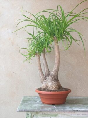 Pata de Elefante (Beaucarnea recurvata)