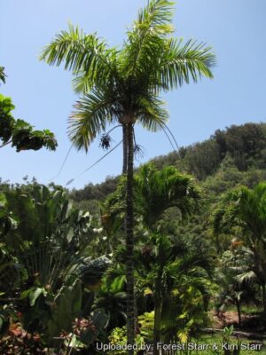Palmera Maya (Gaussia maya)