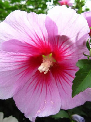 Hibiscus de Siria (Hibiscus syriacus)