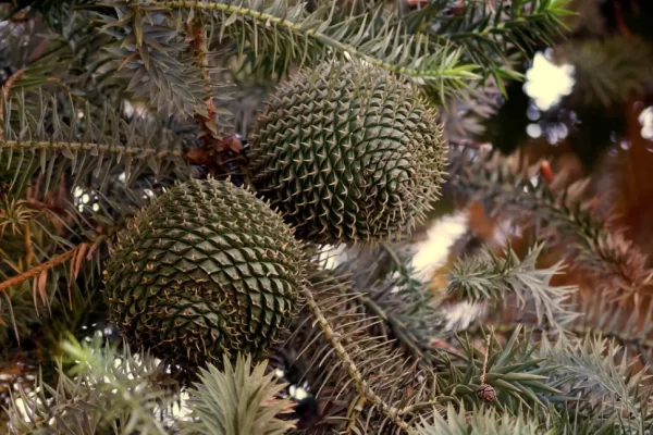 50-semillas-pino-de-paran-araucaria-angustifolia-semillas-del-mundo