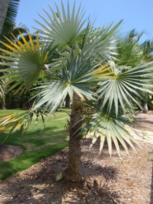Palmera Miraguano  (Coccothrinax miraguama)