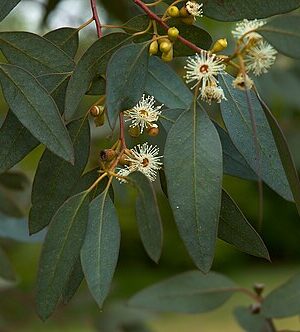 Eucalipto Manzana (Eucalyptus gunnii)