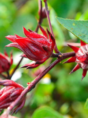 Hibisco de Jamaica (Hibiscus sabdariffa)