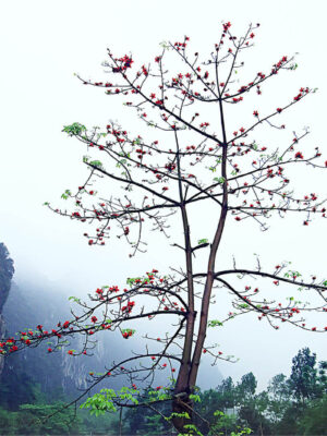 Árbol de Algodón Rojo (Bombax ceiba)