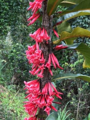 Captaincookia (Ixora margaretae)