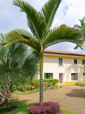 Palmera de Houailou (Chambeyronia houailouensis)
