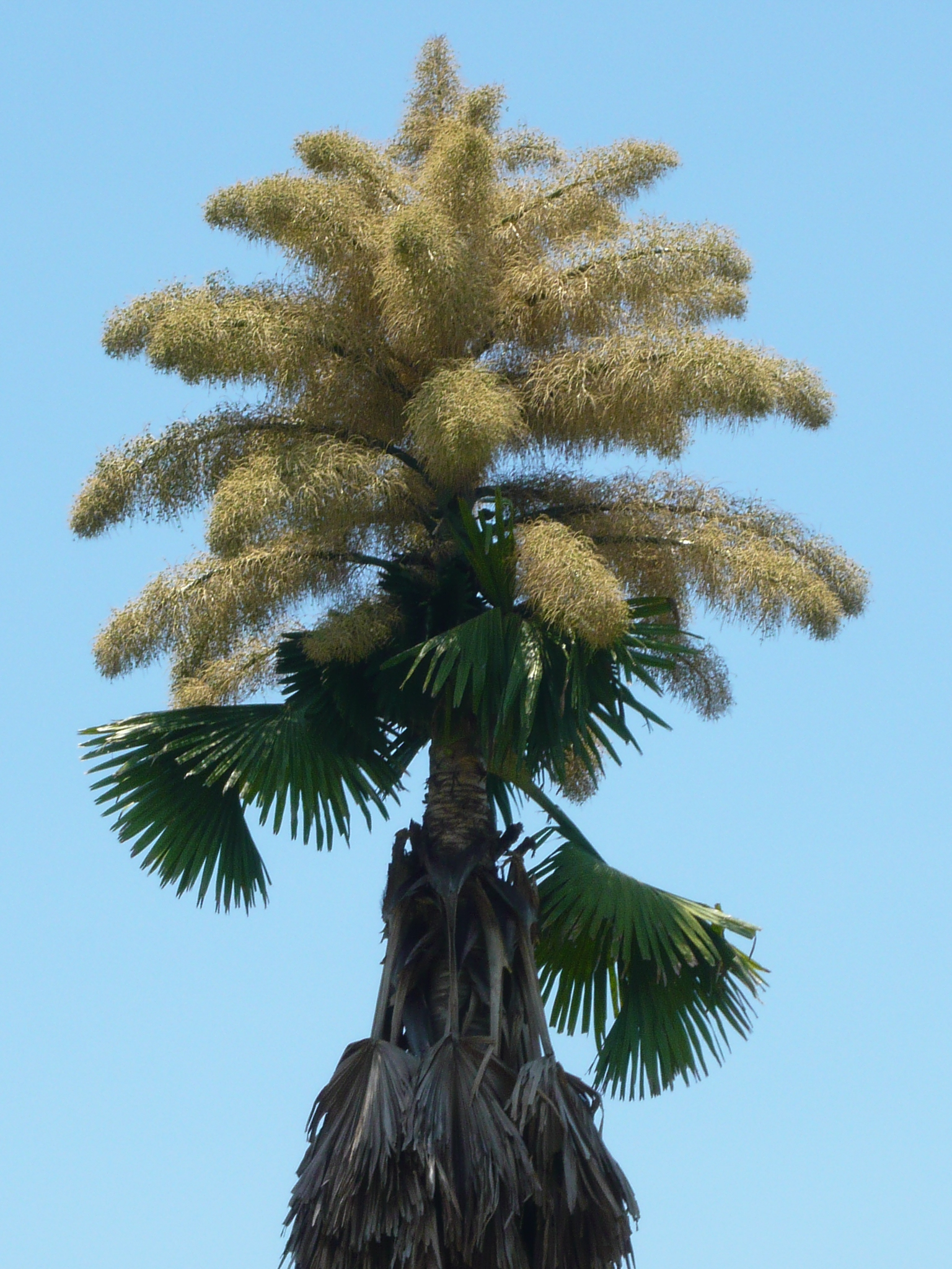 Palmera de Talipot o Ceylán (Corypha umbraculifera)