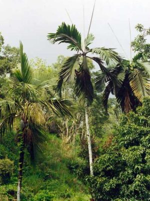 Palmera de Capitel Blanco (Cyphophoenix alba)