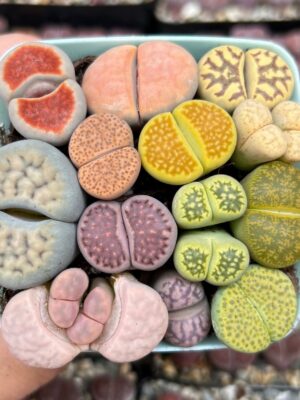 Plantas Piedra (Lithops sp.)