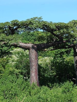 Baobab de Suárez  (Adansonia suarezensis)