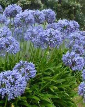 Agapanto Azul (Agapanthus praecox "Blue")