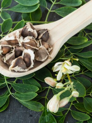 Moringa (Moringa oleifera)