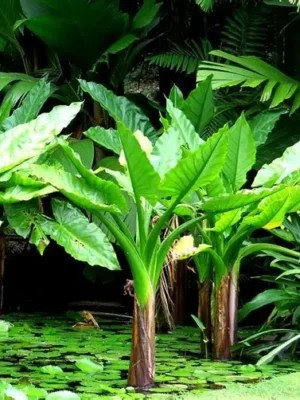 Bananera de Agua (Typhonodorum lindleyanum)