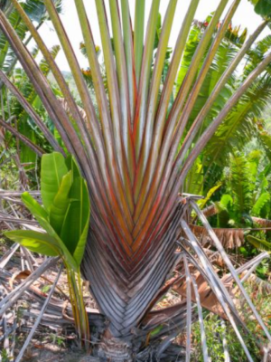 Palmera del Viajero "Naranja" (Ravenala agatheae)